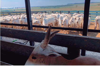 Vacas com ECC baixo, não vacinadas para doenças reprodutivas e estressadas têm difi culdade para manter a prenhez.