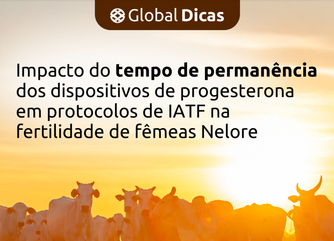 globaldicas2