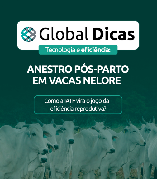 globaldica-01-2026